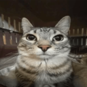 mal_7594#6909's avatar