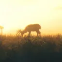 mutluenci