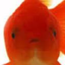 https://cdn.discordapp.com/avatars/709411238588973108/897f0c211dc051294e315622ab80a4cc.jpg?size=128