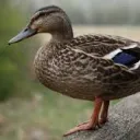 mallard3467