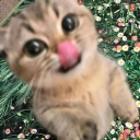 avatar 𝑲𝒊𝒕𝒄𝒂𝒕