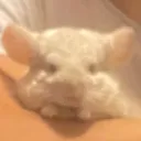 ryboss