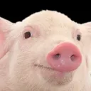pig55