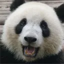 pandabrenda