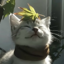 avatar Romi