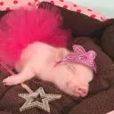 piggyb.