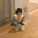 wolfoivan