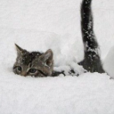 avatar 》☆𝙋𝙪𝙡𝙯☆《