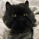 avatar ? So Gorgeous 𓂀