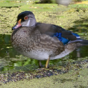 Ducky