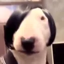 43085045