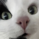 avatar cat mom