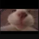 snelsterendier