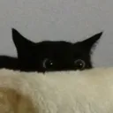 floperino