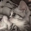 pinkfishcat
