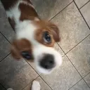 snoopypoopers