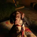 finndog_
