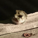 lowqualityfrog