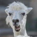 .nzllamanz
