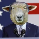 biden_sheep