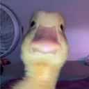 trading_ducky