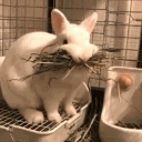 acleverrabbit