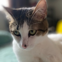 avatar nunca mais psy