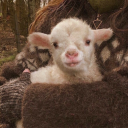 avatar 𝐱𝐲𝐥𝐨 ⸆⸉