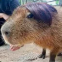 cepybara avatar