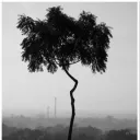 pasucaru