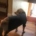 donkeytamer