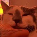 whimphy