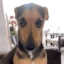 avatar Azulonchesito