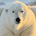 igluop