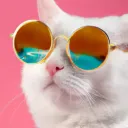 PP