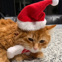 avatar One Eyed Dragon