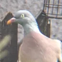 seabitty