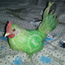 pollo metanfetamina
