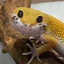 ren_9334