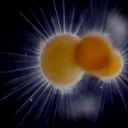 pacificplankton