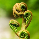 avatar Fiddlehead Fern