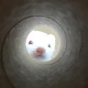 nanobears