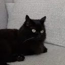 pickles_bit