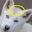 huskavarny