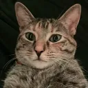 jazzythesadist