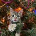 avatar 𝐦𝐢𝐬𝐭𝐫𝐞𝐬𝐬     ❤