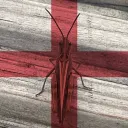britishmanmuck