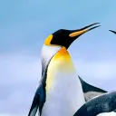 freshpenguin112