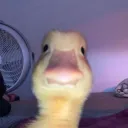 depressedtigre