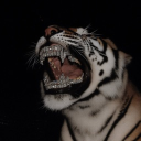 its_cloudie member profile picture